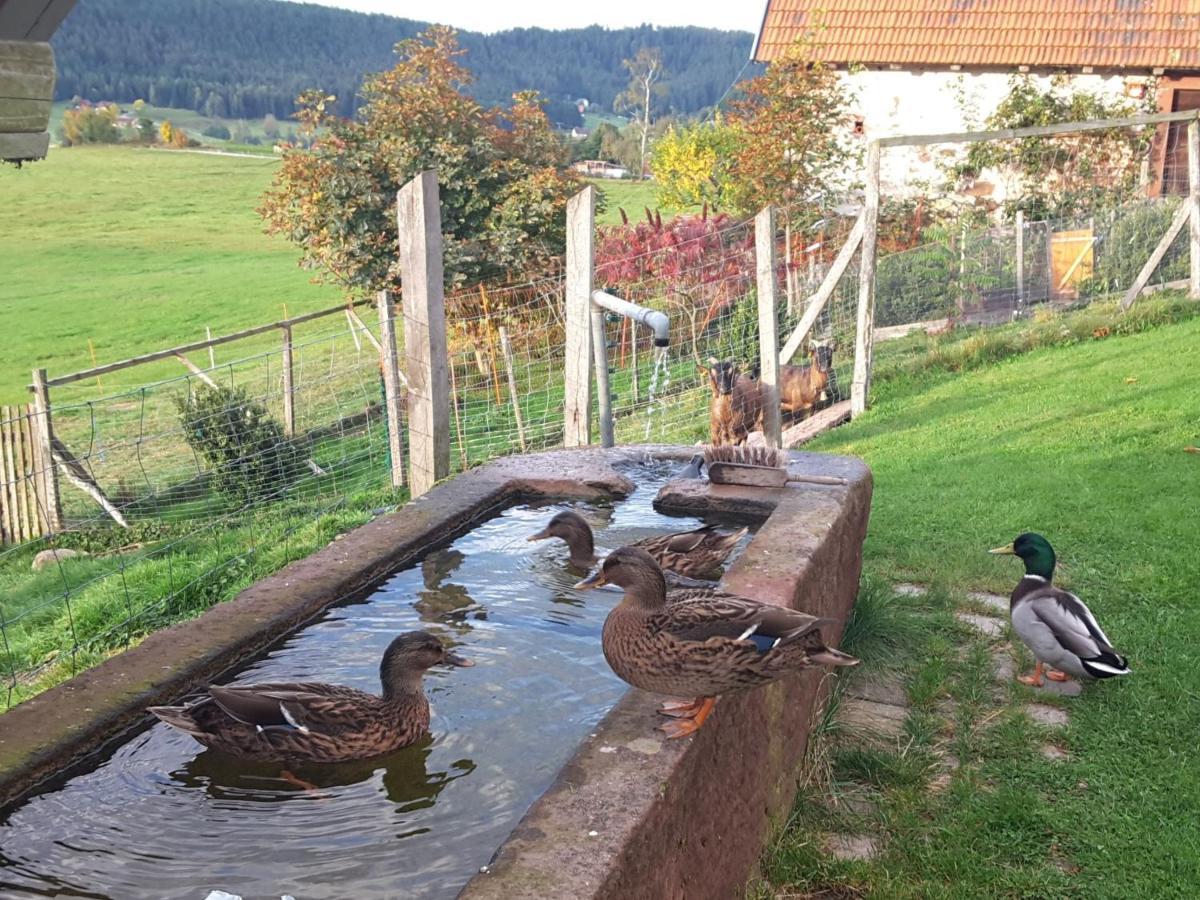 Ferienhof Kienbronnerhof Schiltach Eksteriør billede
